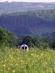 omgeving met weiden en bossen